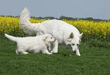 BERGER BLANC SUISSE - ADULTS ET PUPPIES 033